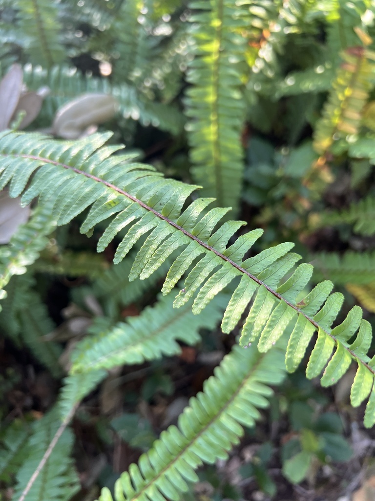 sword ferns from Sawgrass Lake Park, Saint Petersburg, FL, US on ...