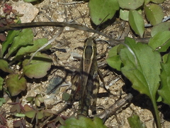 Shirakiacris shirakii