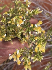 Olearia subspicata