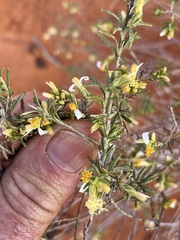 Olearia subspicata