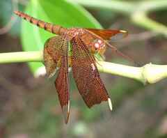 Neurothemis fulvia