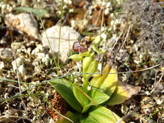 Ophrys bombyliflora