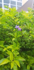 Duranta erecta