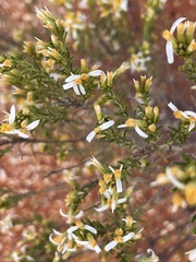Olearia subspicata