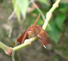 Neurothemis fulvia
