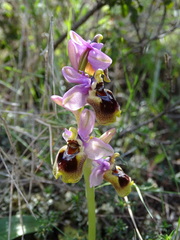 Ophrys tenthredinifera