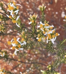 Olearia subspicata