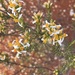 Olearia subspicata - Photo 由 Dr Manfred Jusaitis 所上傳的 (c) Dr Manfred Jusaitis，保留部份權利CC BY-NC