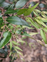 Polyrhachis brisbanensis