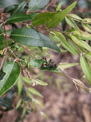 Polyrhachis brisbanensis