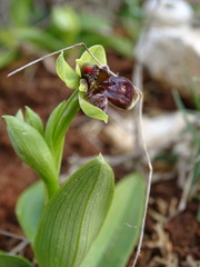 Ophrys bombyliflora