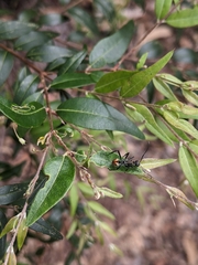 Polyrhachis brisbanensis