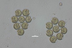 Sphaerocystis