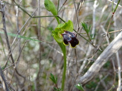 Ophrys fusca