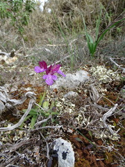 Anacamptis papilionacea aegaea