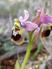 Ophrys tenthredinifera