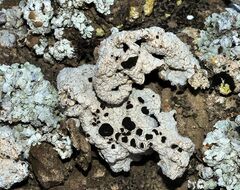 Acarospora nodulosa