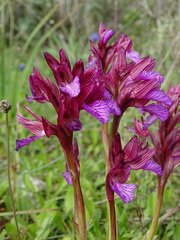 Anacamptis papilionacea aegaea