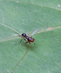 Sepsidae