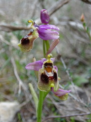 Ophrys tenthredinifera