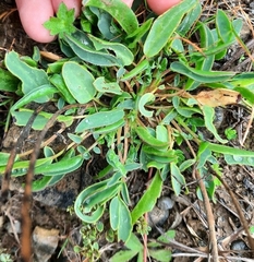 Anthyllis vulneraria
