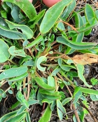 Anthyllis vulneraria