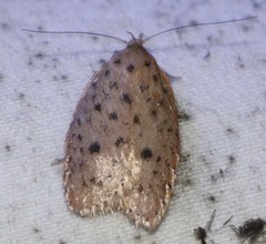 Garrha atripunctatella