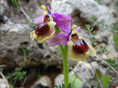 Ophrys tenthredinifera