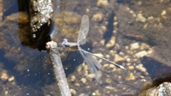 Archilestes californicus