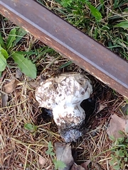 Lycoperdon utriforme