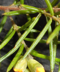 Dillwynia sieberi