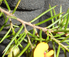 Dillwynia sieberi