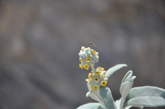 Bombyliidae