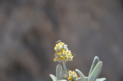 Bombyliidae