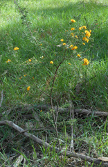 Dillwynia sieberi