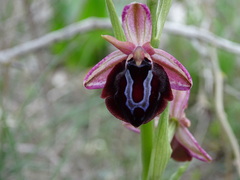 Ophrys sphegodes spruneri