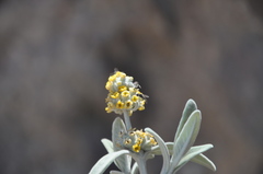 Bombyliidae