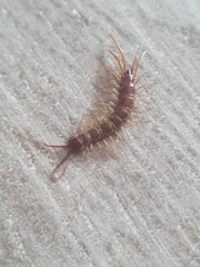 Lithobius forficatus