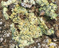 Acarospora placodiiformis