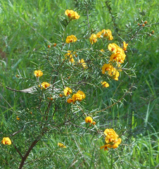 Dillwynia sieberi