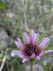 Tragopogon eriospermus