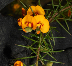Dillwynia sieberi
