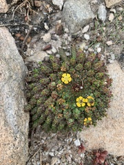 Euphorbia flanaganii