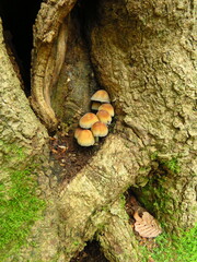 Coprinellus micaceus