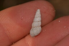 Cochlicella acuta