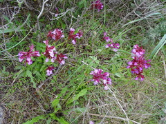 Anacamptis papilionacea aegaea