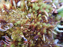 Polytrichum strictum