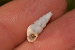 Cochlicella acuta