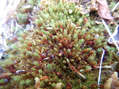 Polytrichum strictum