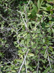 Rhamnus oleoides